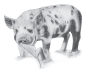 South Farm Logo